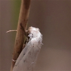 Scieropepla polyxesta at O'Connor, ACT - Yesterday by ConBoekel