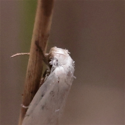 Scieropepla polyxesta at O'Connor, ACT - Yesterday by ConBoekel