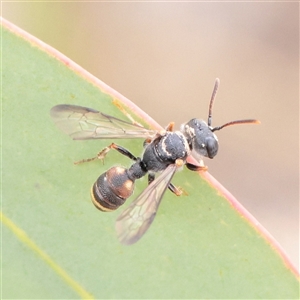 Unverified Sawfly (Hymenoptera, Symphyta) at O'Connor, ACT - Yesterday by ConBoekel