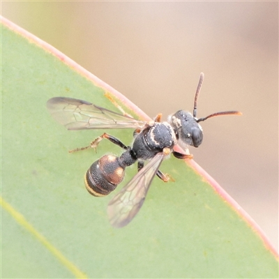 Unverified Sawfly (Hymenoptera, Symphyta) at O'Connor, ACT - Yesterday by ConBoekel