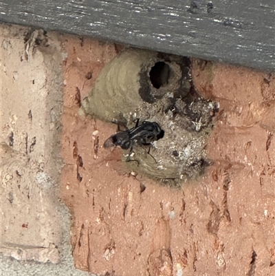 Unverified Spider wasp (Pompilidae) at Oakhampton, NSW - Yesterday by Banksym3