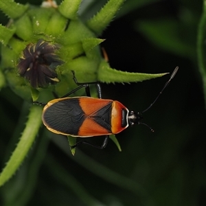 Unverified Insect by debhart