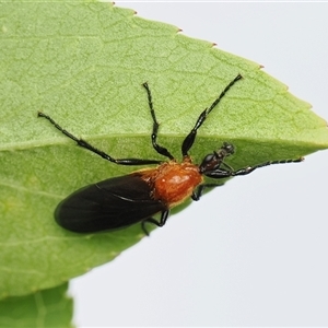 Unverified Insect by debhart