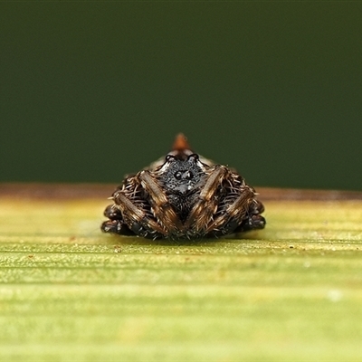 Arkys alticephala (High-headed Arkys) at  - suppressed by debhart