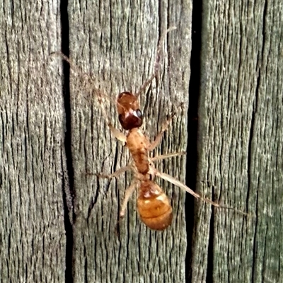 Camponotus claripes (Pale-legged sugar ant) at  - suppressed by Wandiyali