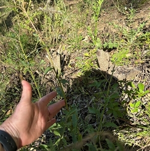 Cynoglossum australe by lbradley