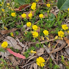 Gompholobium minus at Bombay, NSW - Yesterday by MatthewFrawley