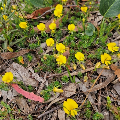 Gompholobium minus at Bombay, NSW - Yesterday by MatthewFrawley