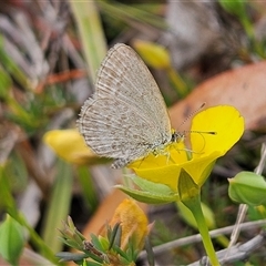 Zizina otis (Common Grass-Blue) at Bombay, NSW - Today by MatthewFrawley