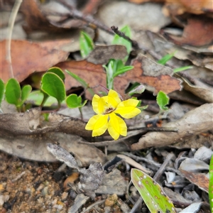 Goodenia hederacea subsp. hederacea at Bombay, NSW - Yesterday by MatthewFrawley