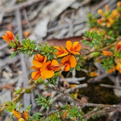 Unverified Pea at Bombay, NSW - Yesterday by MatthewFrawley