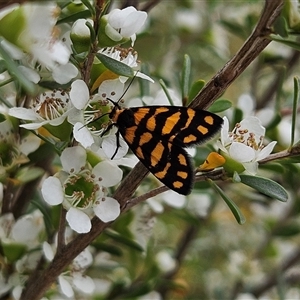Asura lydia at Bombay, NSW - Yesterday by MatthewFrawley