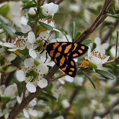 Asura lydia at Bombay, NSW - Yesterday by MatthewFrawley