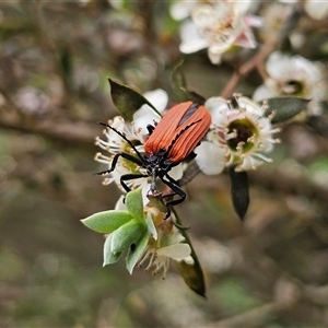 Porrostoma rhipidium (Long-nosed Lycid (Net-winged) beetle) at Braidwood, NSW - Yesterday by MatthewFrawley