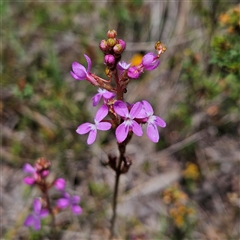 Stylidium graminifolium at Bombay, NSW - Yesterday by MatthewFrawley