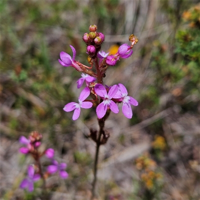Stylidium graminifolium at Bombay, NSW - Yesterday by MatthewFrawley