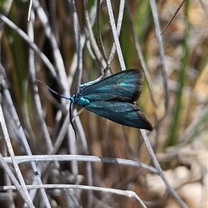 Pollanisus (genus) (A Forester Moth) at Bombay, NSW - Yesterday by MatthewFrawley