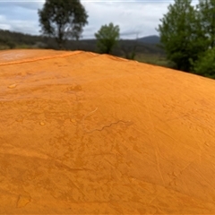 Nematomorpha (phylum) at Yarrangobilly, NSW - Yesterday by gwen