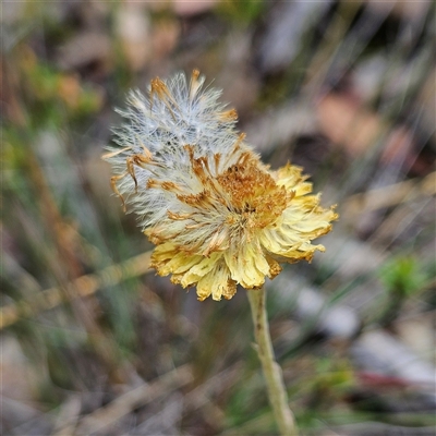 Coronidium scorpioides at Bombay, NSW - Yesterday by MatthewFrawley