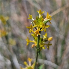 Pimelea curviflora at Bombay, NSW - Yesterday by MatthewFrawley