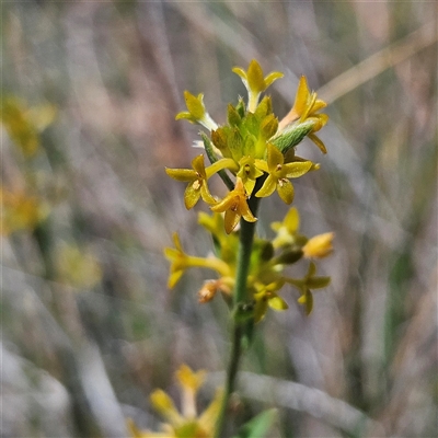 Pimelea curviflora at Bombay, NSW - Yesterday by MatthewFrawley
