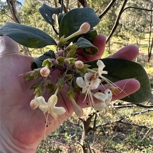 Clerodendrum tomentosum by lbradley