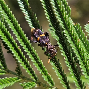 Eleale pulchra (Clerid beetle) at Bombay, NSW - Yesterday by MatthewFrawley