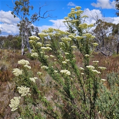 Cassinia longifolia at Bombay, NSW - Yesterday by MatthewFrawley