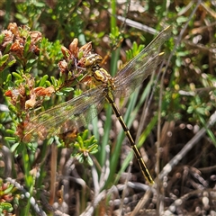 Unverified Dragonfly (Anisoptera) at Bombay, NSW - Today by MatthewFrawley