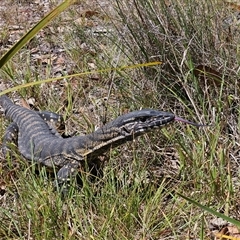 Varanus rosenbergi (Heath or Rosenberg's Monitor) at Bombay, NSW - Yesterday by MatthewFrawley