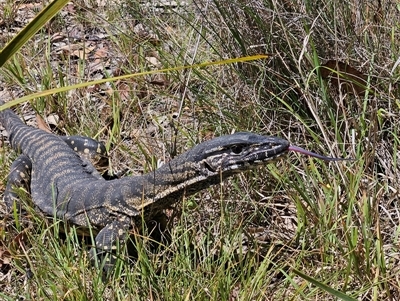 Varanus rosenbergi (Heath or Rosenberg's Monitor) at Bombay, NSW - 23 Nov 2025 by MatthewFrawley