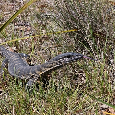 Varanus rosenbergi (Heath or Rosenberg's Monitor) at Bombay, NSW - Yesterday by MatthewFrawley