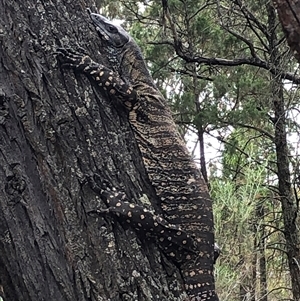 Varanus varius (Lace Monitor) at Crowther, NSW - 20 Nov 2025 by Frecko
