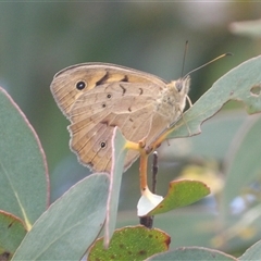 Heteronympha merope at Bombay, NSW - Yesterday by MatthewFrawley