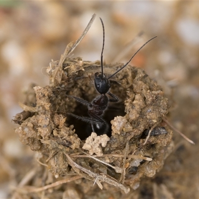 Camponotus intrepidus (Flumed Sugar Ant) at Tharwa, ACT - Yesterday by patrickcox