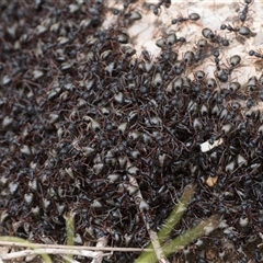 Dolichoderus doriae (Dolly ant) at Tharwa, ACT - Yesterday by patrickcox