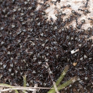 Dolichoderus doriae at Tharwa, ACT - Yesterday by patrickcox