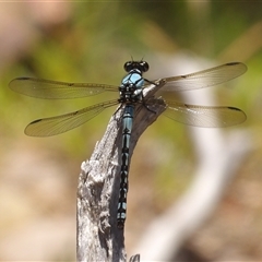 Unverified Dragonfly (Anisoptera) at Bombay, NSW - Today by MatthewFrawley