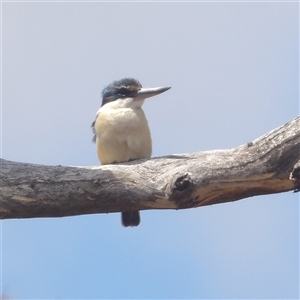 Todiramphus sanctus at Bombay, NSW - Today by MatthewFrawley