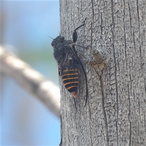 Pauropsalta mneme (Alarm Clock Squawker) at Bombay, NSW - Yesterday by MatthewFrawley