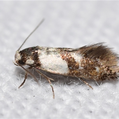 Notodryas (genus) at  - suppressed by DianneClarke