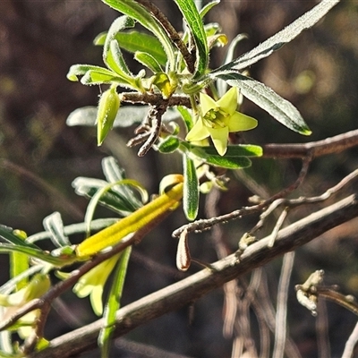 Billardiera scandens at Hawker, ACT - Yesterday by sangio7