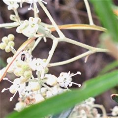 Astrotricha ledifolia at Acton, ACT - Yesterday by abread111