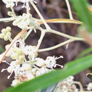 Unverified Other Shrub at Acton, ACT - Today by abread111