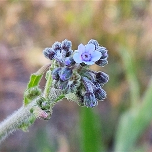Cynoglossum australe at Hawker, ACT - Yesterday by sangio7