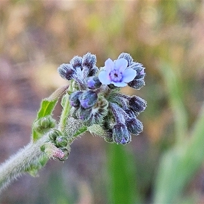 Cynoglossum australe (Australian Forget-me-not) at Hawker, ACT - Yesterday by sangio7
