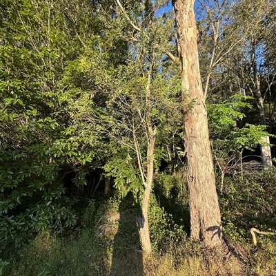 Callistemon citrinus at  - suppressed by lbradley