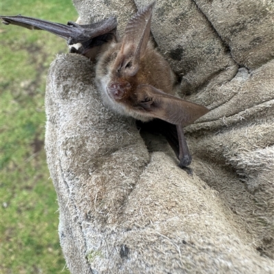 Nyctophilus gouldi at  - suppressed by lbradley