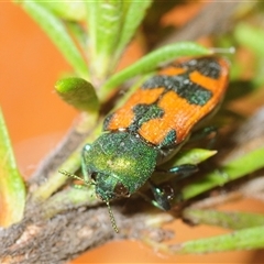 Castiarina hilaris (A jewel beetle) at Isaacs, ACT - Yesterday by Harrisi