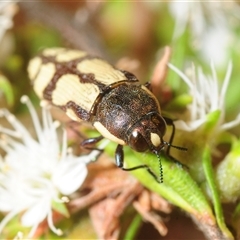 Castiarina decemmaculata (Ten-spot Jewel Beetle) at Fadden, ACT - Yesterday by Harrisi